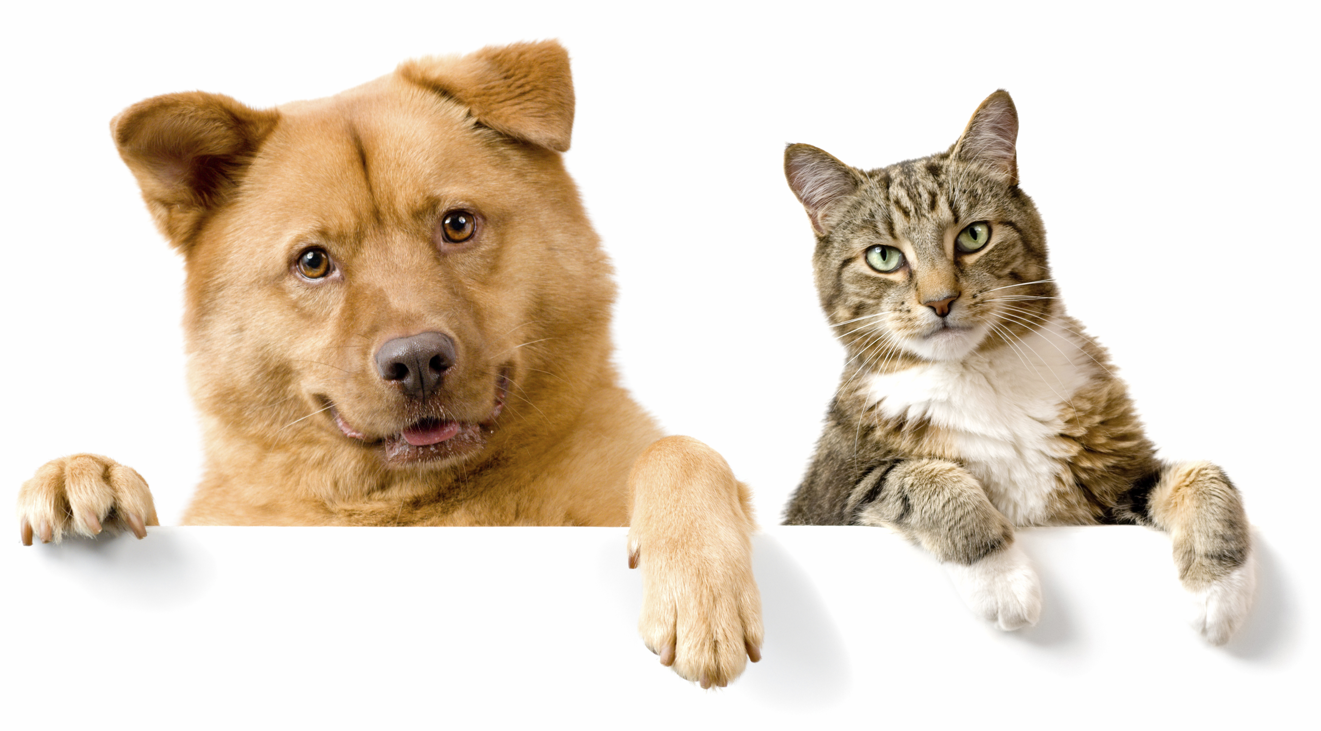 Pets vs pets. Кошки и собаки. Картинки кошек и собак. Кошка и собака на белом фоне. Котики собачки на белом фоне.